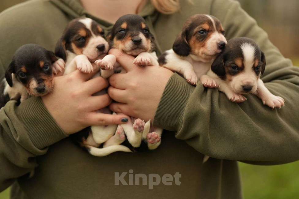 Собаки в Москве: Гончие РКФ Мальчик, 25 000 руб. - фото 2