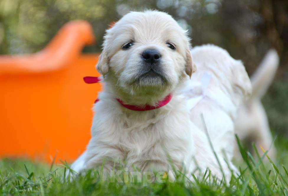 Собаки в Москве: Щенки золотистого ретривера. Мальчик, Бесплатно - фото 10