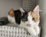 Кошки в Москве: Классная кошечка ищет дом Девочка, Бесплатно - фото 4