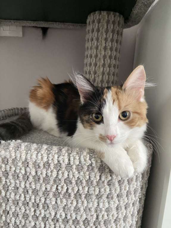 Кошки в Москве: Классная кошечка ищет дом Девочка, Бесплатно - фото 4