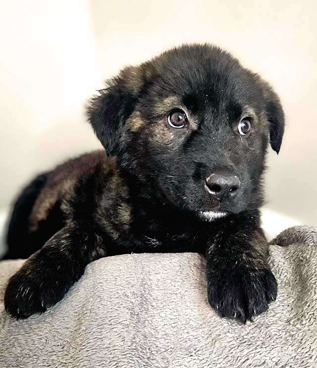 Собаки в Санкт-Петербурге: Чудесные щенки мальчик и девочка метисы лабрадора в дар Мальчик, 10 руб. - фото 5