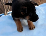 Собаки в Новосибирске: Помёт рож. 17.11.23 Девочка, 35 000 руб. - фото 1