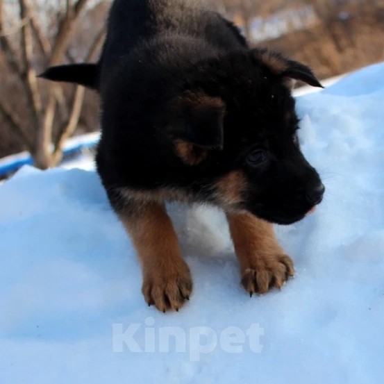 Собаки в Новосибирске: Помёт рож. 17.11.23 Девочка, 35 000 руб. - фото 1