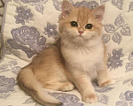 Кошки в Касимове: Золотая шиншилла., 100 руб. - фото 2