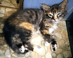 Кошки в Москве: Котята 2 месяца Мальчик, 100 руб. - фото 4