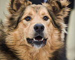 Собаки в Москве: Шикарный пёс Леонель ищёт свою семью Мальчик, 10 руб. - фото 4