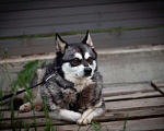 Собаки в Москве: Аляскинский кли-кай Нейл в добрые руки Мальчик, 1 руб. - фото 2