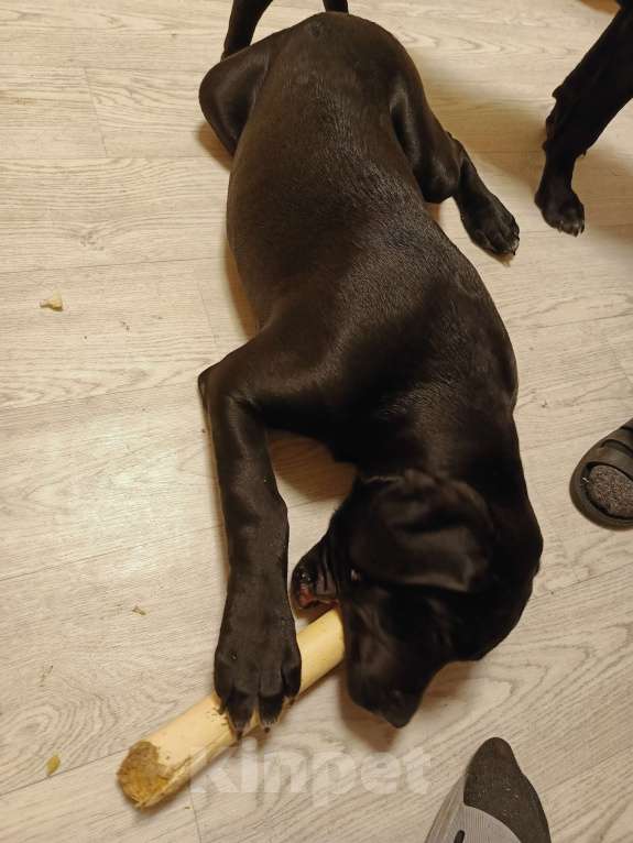 Собаки в других городах Московской области: Мальчик Итальянский Кане Корсо Мальчик, 20 000 руб. - фото 3