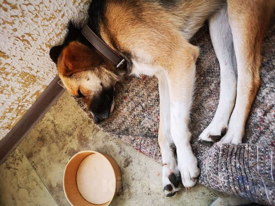 Собаки в Москве: Ультра - молодая, добрая, ласковая девочка, которая ищет свою любящую семью! Девочка, Бесплатно - фото 3