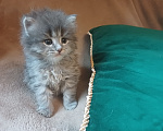 Кошки в Москве: Сибирские котята Мальчик, Бесплатно - фото 4