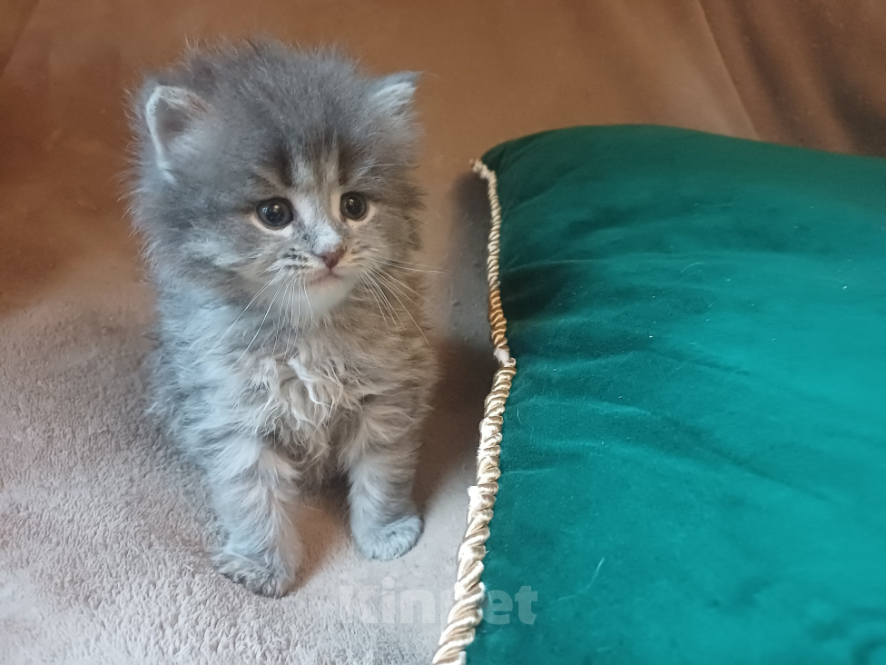 Кошки в Москве: Сибирские котята Мальчик, Бесплатно - фото 4