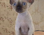 Кошки в Москве: голубоглазые котята девон-рекс Мальчик, 85 000 руб. - фото 4