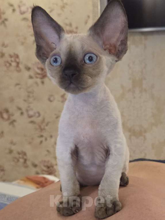 Кошки в Москве: голубоглазые котята девон-рекс Мальчик, 85 000 руб. - фото 4