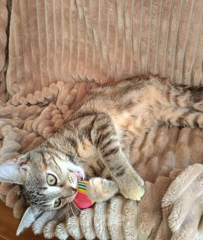 Кошки в Москве: Маленькое чудо ищет дом Девочка, Бесплатно - фото 4