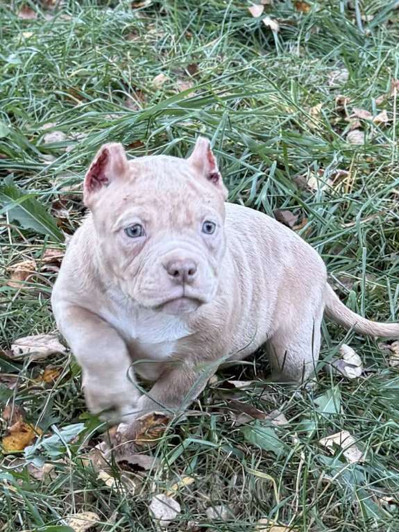 Собаки в Жуковском: Американский булли щенки покет Девочка, 120 000 руб. - фото 3