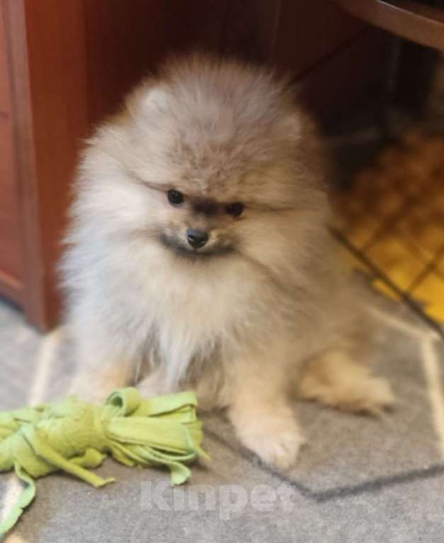 Собаки в Новосибирске: Щенки померанского шпица  Мальчик, Бесплатно - фото 3