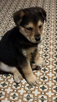 Объявление: Найден щенок у метро Озерки, 1 руб., Санкт-Петербург