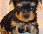 Собаки в Санкт-Петербурге: Щеночки йоркширского терьера Мальчик, 50 000 руб. - фото 3
