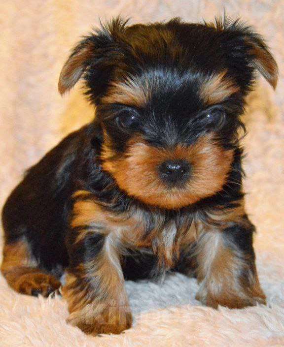 Собаки в Санкт-Петербурге: Щеночки йоркширского терьера Мальчик, 50 000 руб. - фото 3