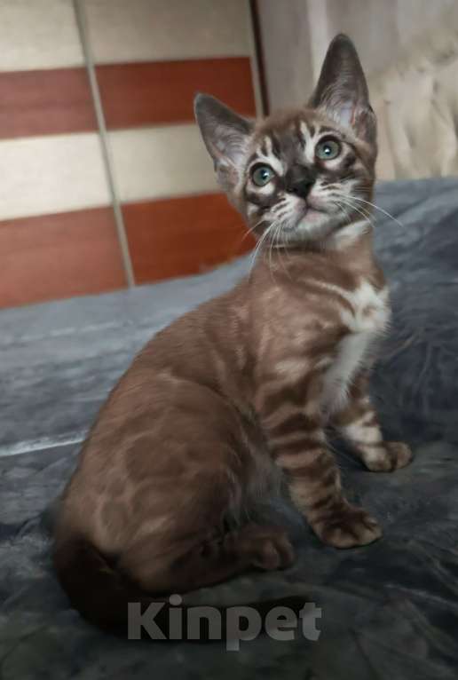 Кошки в Краснодаре: Шикарная угольная девочка минк Девочка, Бесплатно - фото 1