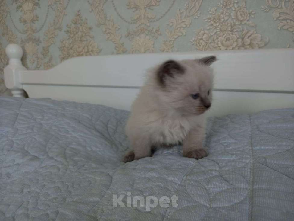 Кошки в Санкт-Петербурге: Девочка невской маскарадной кошки Девочка, 15 000 руб. - фото 1