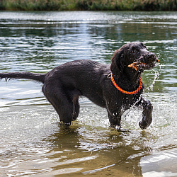 Прямошерстный (флэт) ретривер Прямошерстный (флэт) ретривер