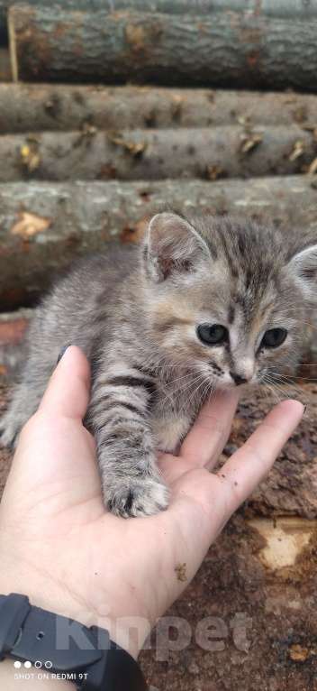 Кошки в Кемерово: Отдам котенка Мальчик, Бесплатно - фото 1