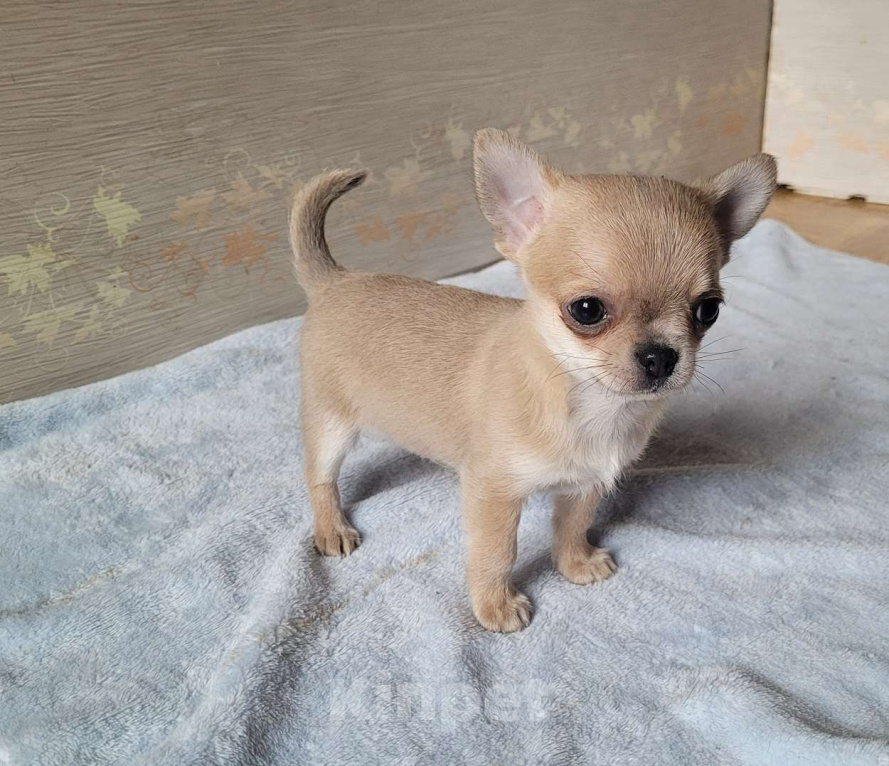 Собаки в Москве: Мальчик Чихуахуа голубо-палевый Мальчик, Бесплатно - фото 2
