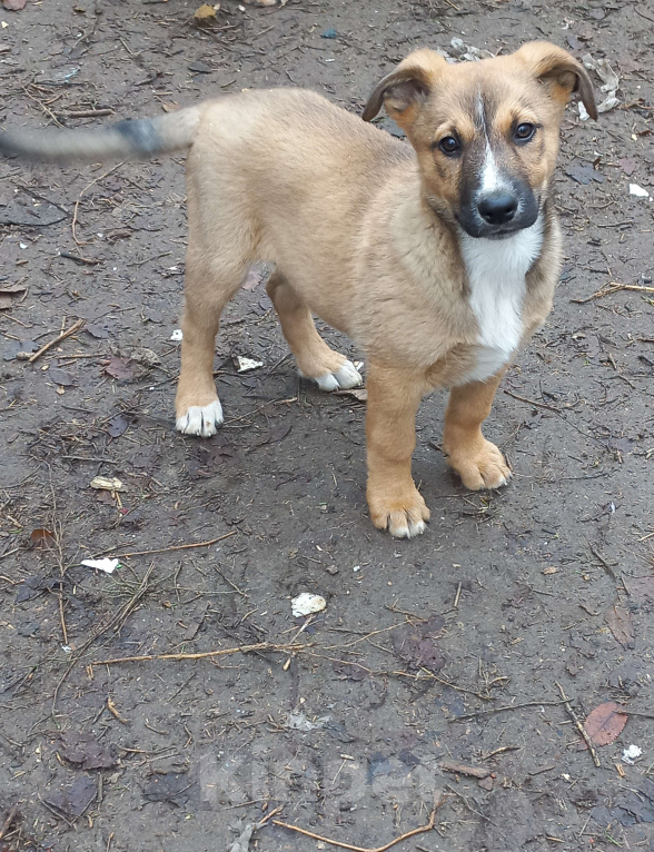 Собаки в Волгограде: Щенки ищут дом. Мальчики. 2.5 месяца Мальчик, Бесплатно - фото 6