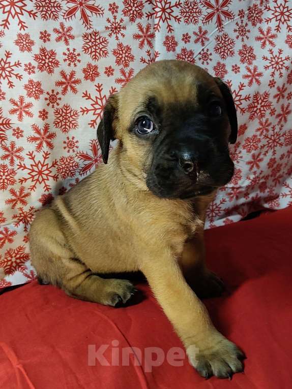 Собаки в других городах Краснодарского края: Кане-Корсо, щенок Девочка, 20 000 руб. - фото 5