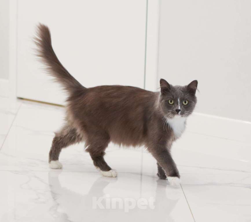 Кошки в Химках: Пушок и Сёма ищут дом Мальчик, Бесплатно - фото 6