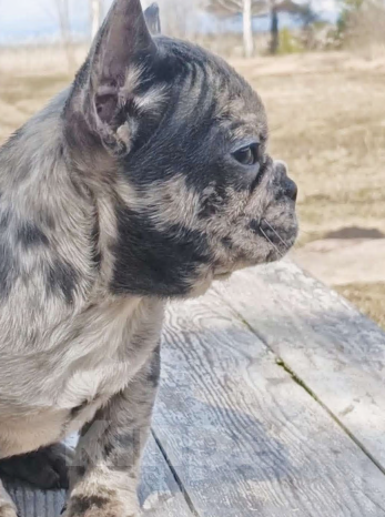 Собаки в Москве: Французский бульдог мальчик Мальчик, 30 000 руб. - фото 4