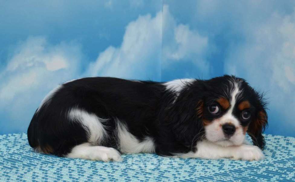 Собаки в Ногинске: Девочка кавалерочка  Девочка, 65 000 руб. - фото 1