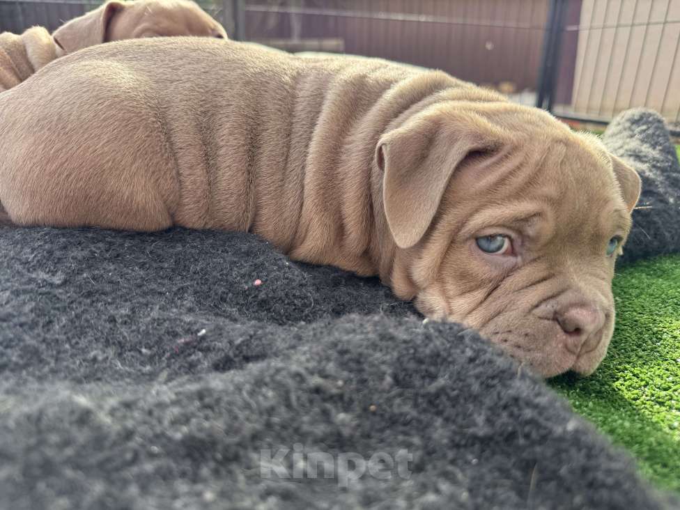Собаки в Севастополе: Девочка американский булли Девочка, 80 руб. - фото 2