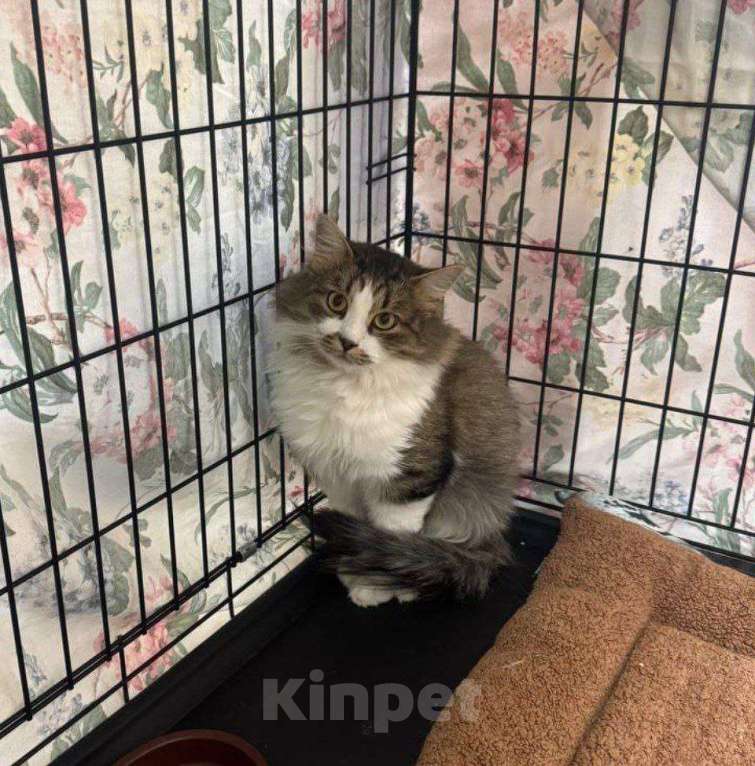 Кошки в Москве: Пушистый котик в добрые руки Мальчик, Бесплатно - фото 3