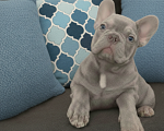 Собаки в Москве: Французский бульдог изабелла мальчик Мальчик, Бесплатно - фото 1