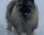 Собаки в Москве: Кобель немецкого вольфшпиц КЕЕСХОНД  Мальчик, 70 000 руб. - фото 9
