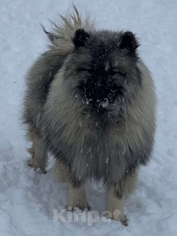 Собаки в Москве: Кобель немецкого вольфшпиц КЕЕСХОНД  Мальчик, 70 000 руб. - фото 9