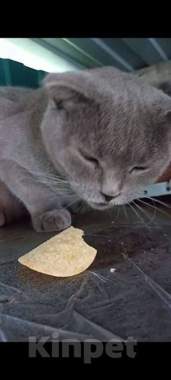 Кошки в Новороссийске: Потерялась кошка  Девочка, 1 руб. - фото 3