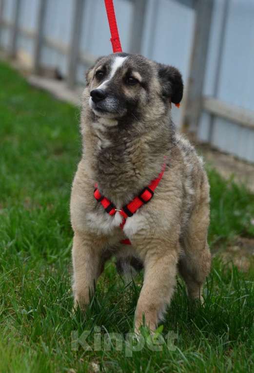 Собаки в Воронеже: Молодая собачка в добрые руки  Девочка, Бесплатно - фото 6