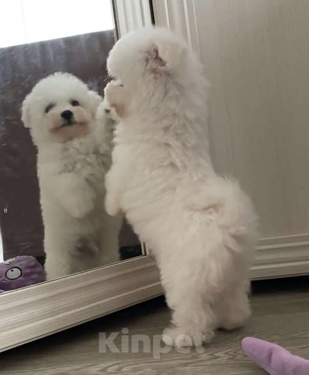 Собаки в Москве: Мальчишка Бишон Мальчик, 40 000 руб. - фото 3