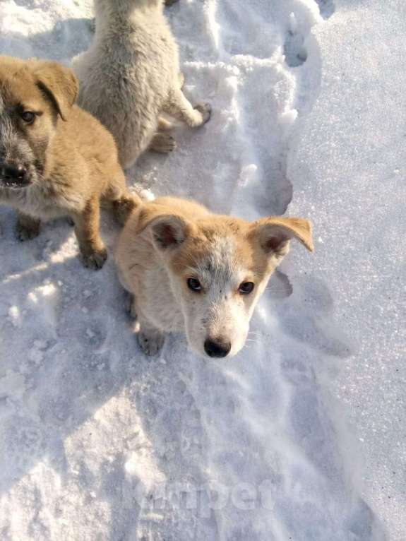 Собаки в Новокузнецке: Отдадим в хорошие руки, срочно или собачки будут без дома  Мальчик, Бесплатно - фото 1