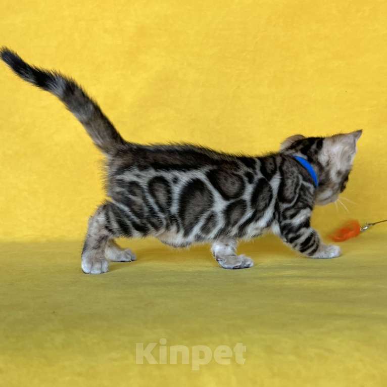 Кошки в Москве: Бенгальский котёнок с документами  Мальчик, 80 000 руб. - фото 6