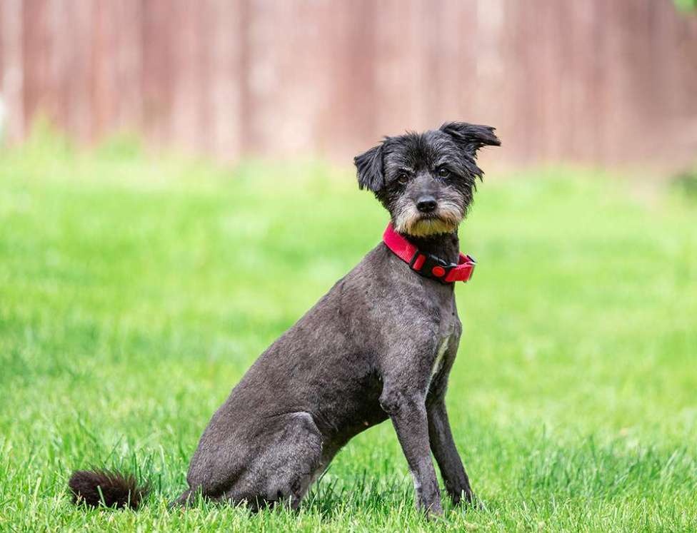 Собаки в Раменском: Ищет дом трепетная Одри! Девочка, Бесплатно - фото 3
