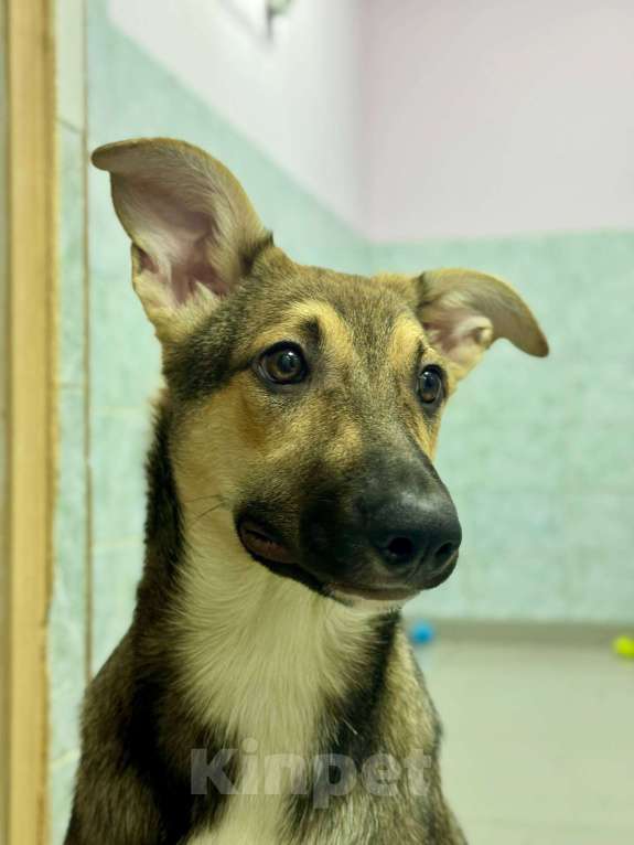 Собаки в Москве: Последняя. Почему все разъехались по домам, а Никуся всё еще здесь? Девочка, Бесплатно - фото 4