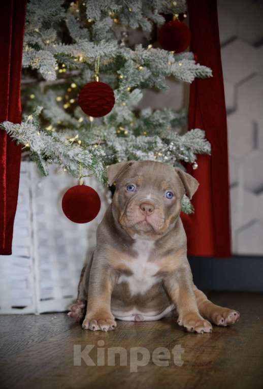 Собаки в Новосибирске: Щенки американского булли Мальчик, 150 000 руб. - фото 3