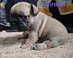 Собаки в Москве: Щенки французского бульдога РКФ Разнополые, 60 000 руб. - фото 5