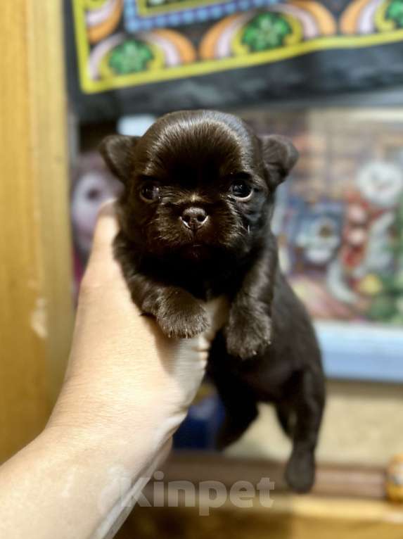 Собаки в Ростове-на-Дону: Чихуахуа Девочка, 50 000 руб. - фото 1