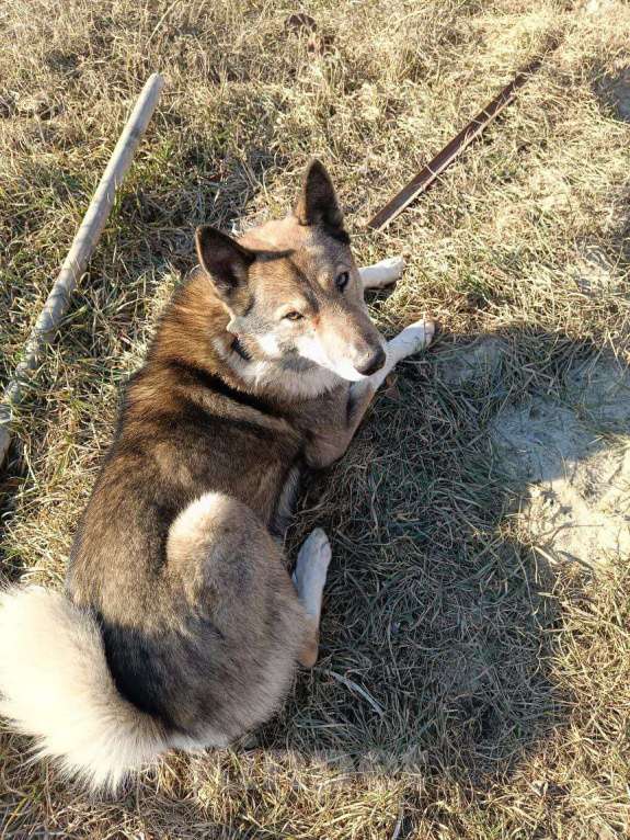 Собаки в Таганроге: В любящие, заботливые руки лайку мальчика Мальчик, 99 руб. - фото 1