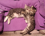 Кошки в Томске: Котёнок в добрые руки Девочка, Бесплатно - фото 2